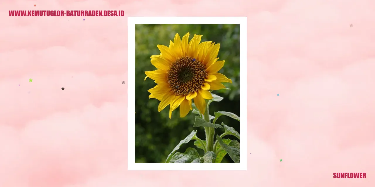 Sunflower