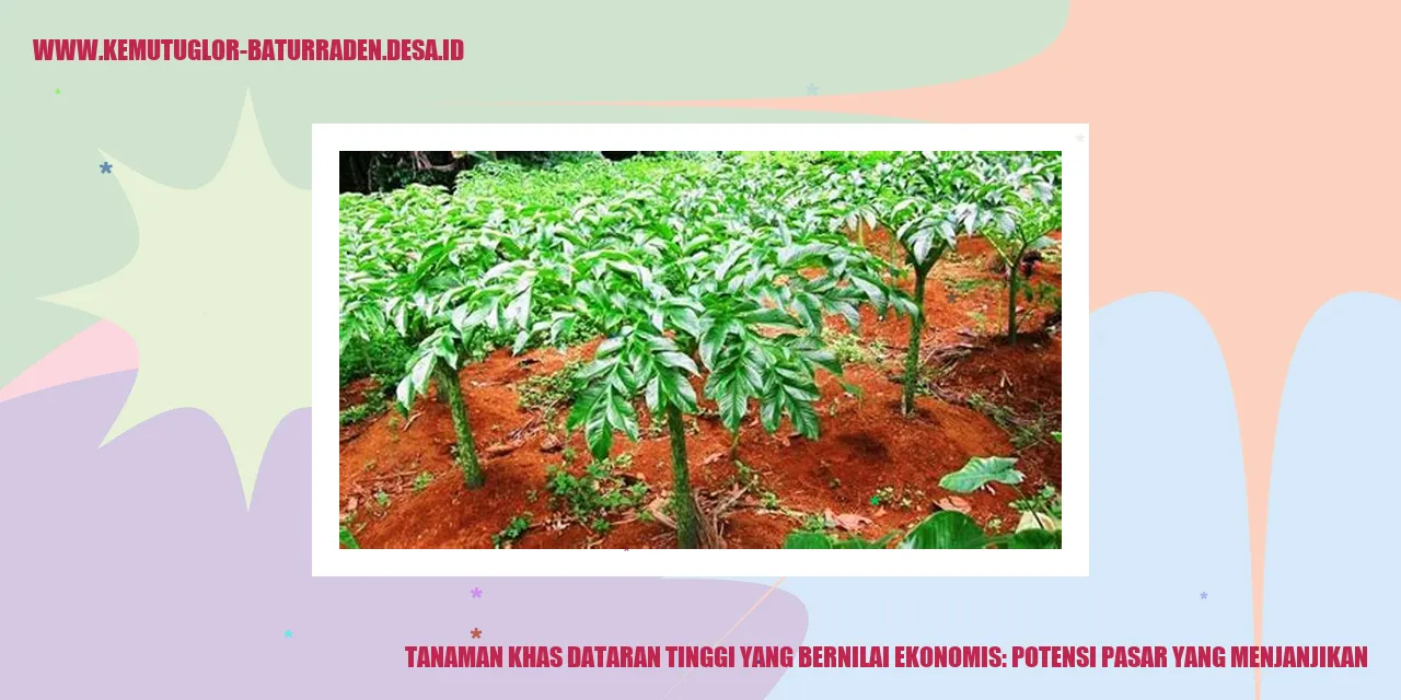 Tebu Dataran Tinggi