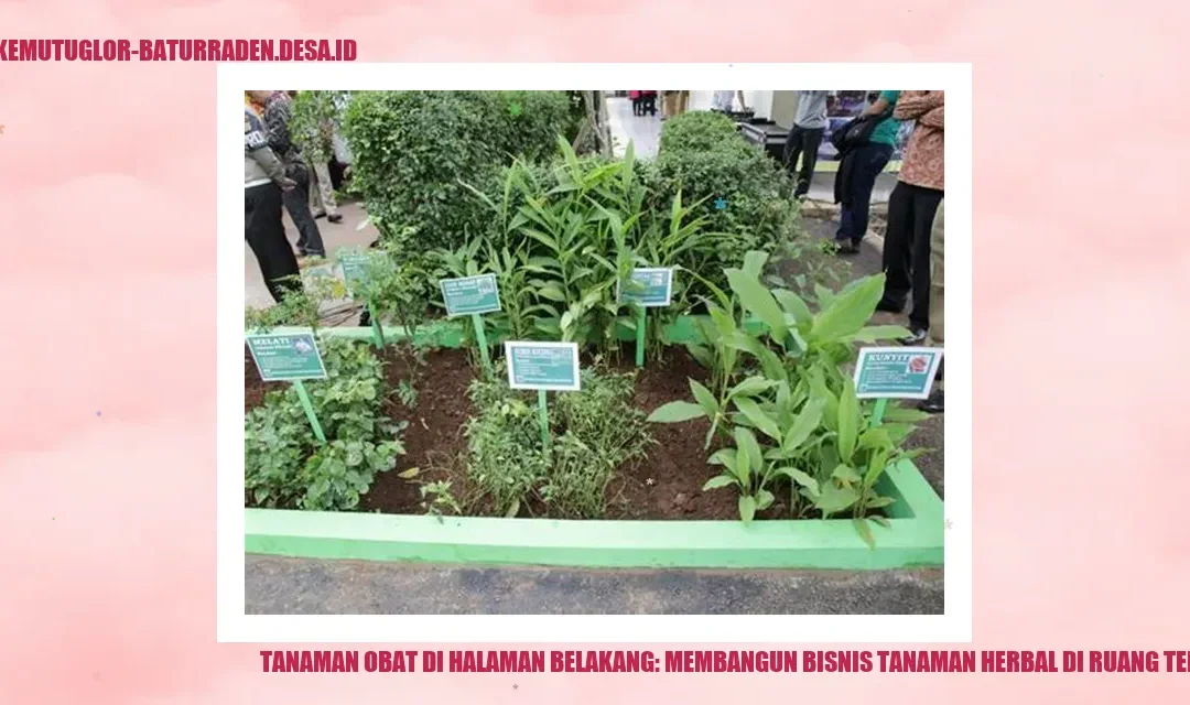 Tanaman Obat di Halaman Belakang: Membangun Bisnis Tanaman Herbal di Ruang Terbatas
