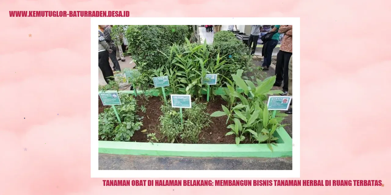 Tanaman Obat di Halaman Belakang: Membangun Bisnis Tanaman Herbal di Ruang Terbatas