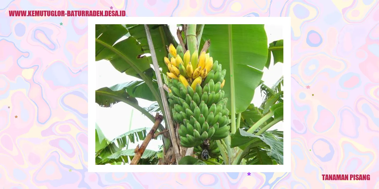 Tanaman Pisang