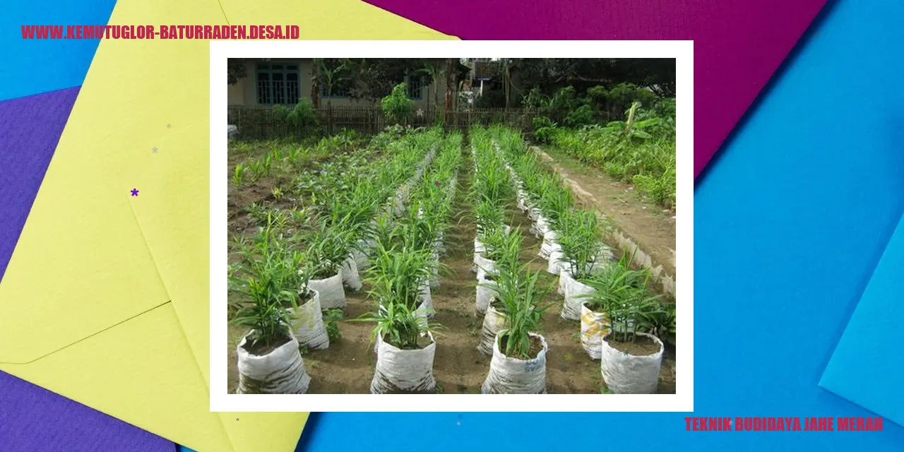 Budidaya Jahe Merah