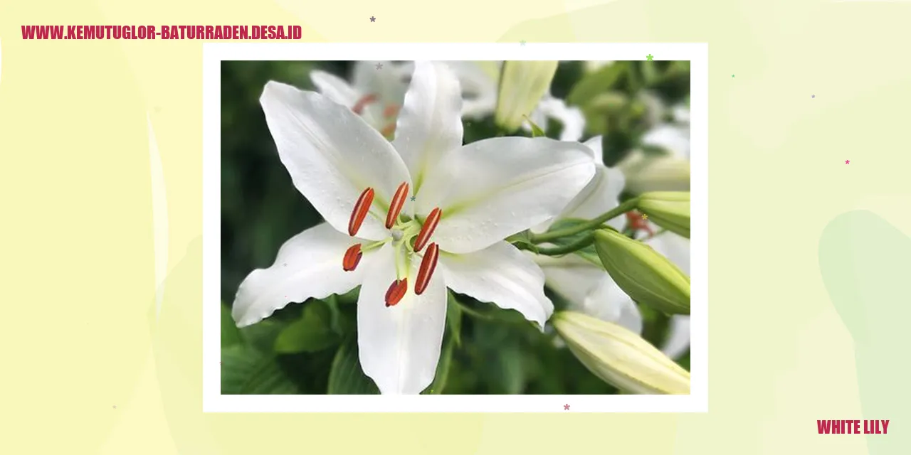 Bunga Lily Putih