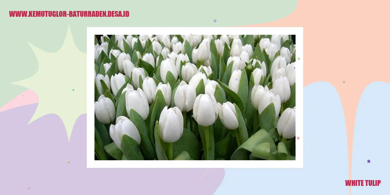 Tulip Putih