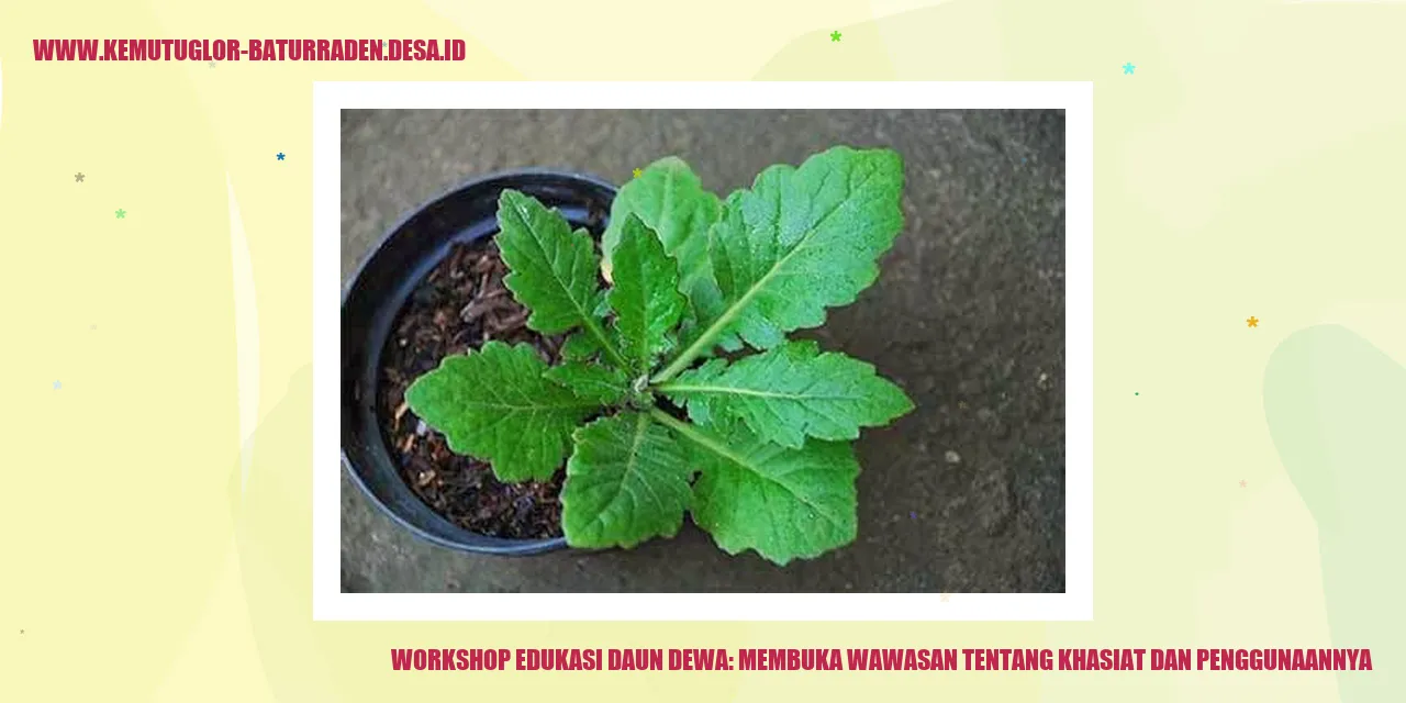Workshop Edukasi Daun Dewa: Membuka Wawasan tentang Khasiat dan Penggunaannya